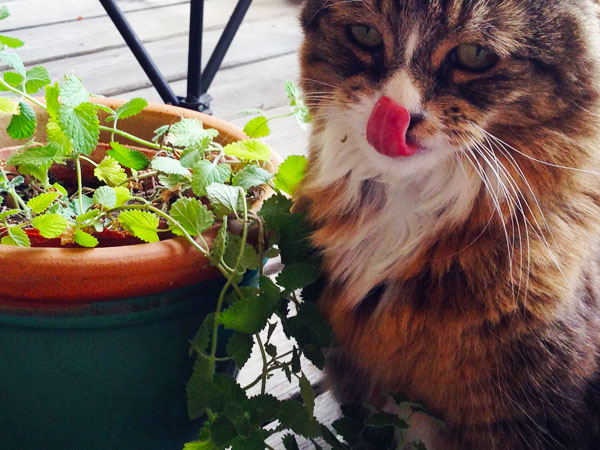 If you have cats, I definitely recommend growing your own catnip! :  r/gardening